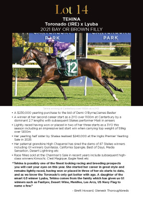 Lot 14: Toronado (IRE) / Lyuba