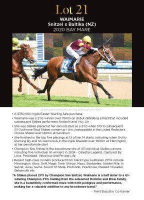 Lot 21: Snitzel / Baltika (NZ)