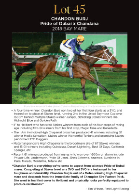 Lot 45: Pride of Dubai / Chandana
