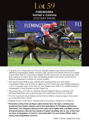 Lot 59: Snitzel / Calvinia