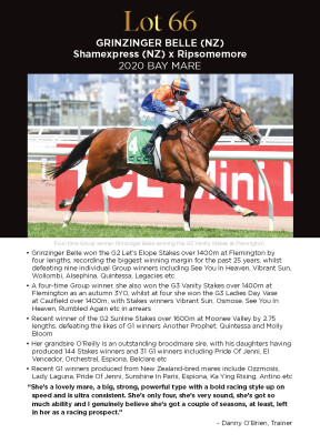 Lot 66: Shamexpress (NZ) / Ripsomemore (NZ)