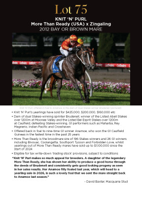 Lot 75: More Than Ready (USA) / Zingaling