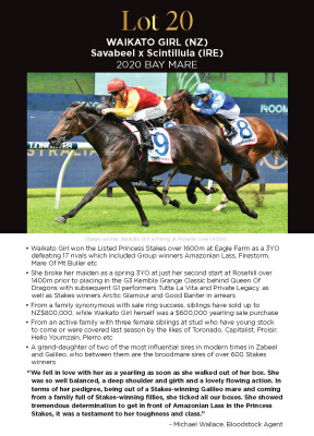 Lot 20: Savabeel / Scintillula (IRE)