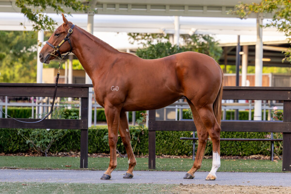 Lot 118: Pinatubo (IRE) / Really Discreet