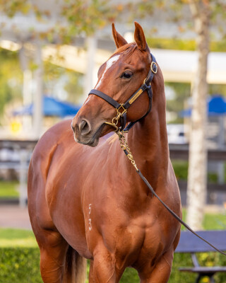 Lot 118: Pinatubo (IRE) / Really Discreet