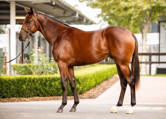 Lot 314: Dundeel (NZ) / Campania