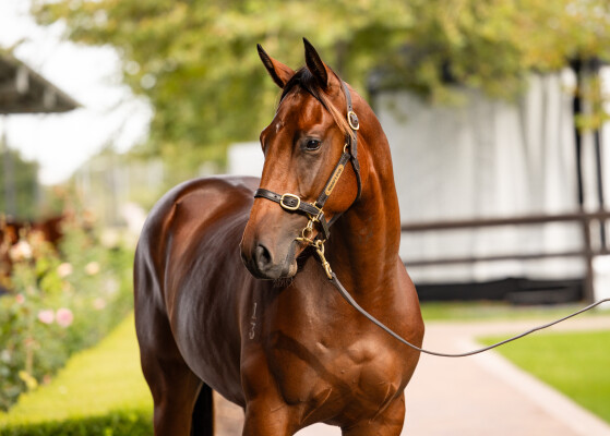 Lot 314: Dundeel (NZ) / Campania