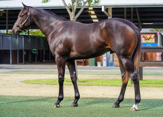 Lot 104: So You Think (NZ) / Perpetuum