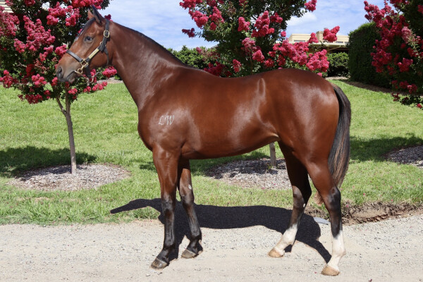 Lot 31: Russian Revolution / Qiji Bellezza