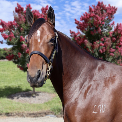 Lot 31: Russian Revolution / Qiji Bellezza