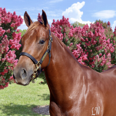 Lot 227: Captivant / Gypsy Miss