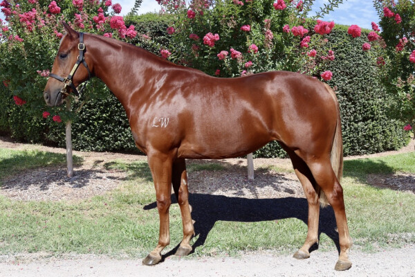 Lot 227: Captivant / Gypsy Miss