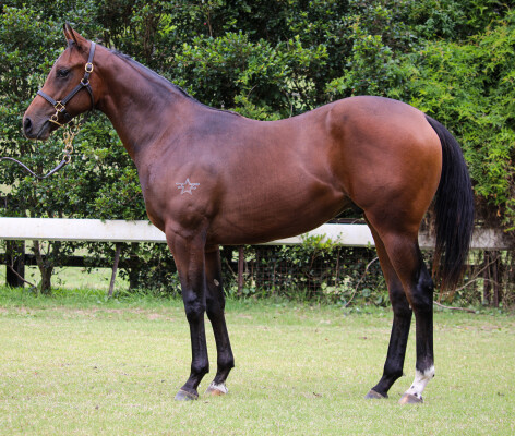 Lot 165: Cosmic Force / Brookton Bling