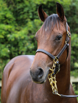 Lot 165: Cosmic Force / Brookton Bling