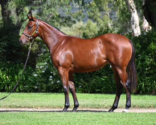 Lot 5: Exceedance / Night Flyer