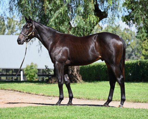 Lot 17: Ole Kirk / Peace Force