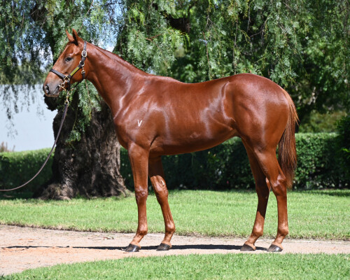 Lot 42: All Too Hard / Rosenet