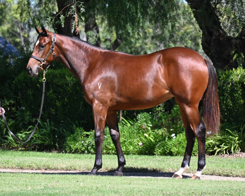 Lot 140: Exceedance / Amberino