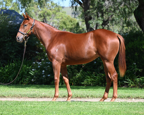 Lot 184: All Too Hard / Cocktail