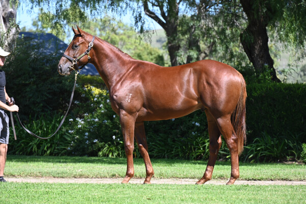 Lot 209: Written By / Final Ascent