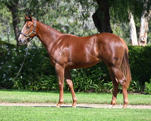 Lot 219: All Too Hard / Ginger n Rye (USA)