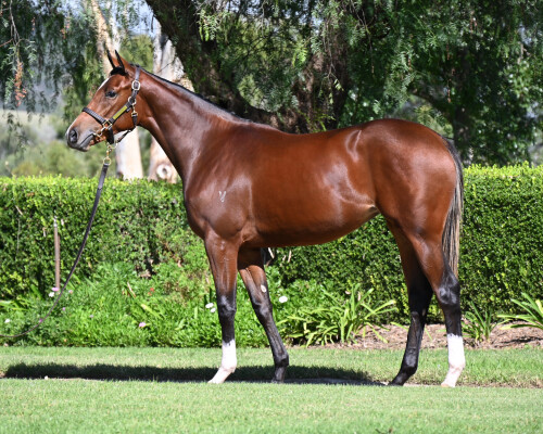 Lot 248: Dundeel (NZ) / Josdesanimaux (USA)