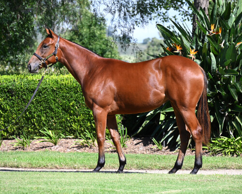 Lot 251: Star Turn / Katswiri