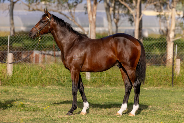 Lot 11: Tassort / Our Golden Dream (USA)