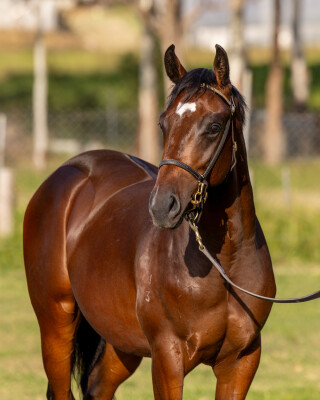 Lot 11: Tassort / Our Golden Dream (USA)