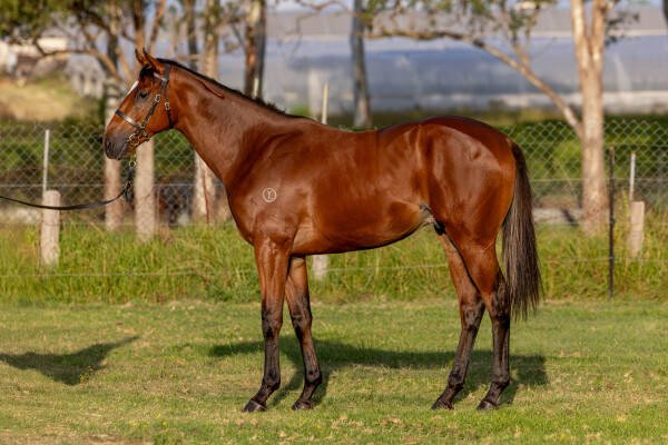 Lot 259: Farnan / Listenlindalisten (CAN)