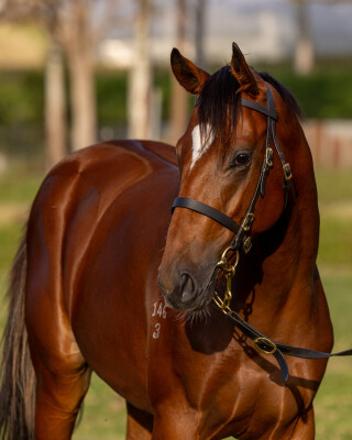 Lot 259: Farnan / Listenlindalisten (CAN)