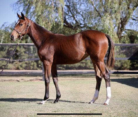 Lot 196: State of Rest (IRE) / Totally Mystic (GB)