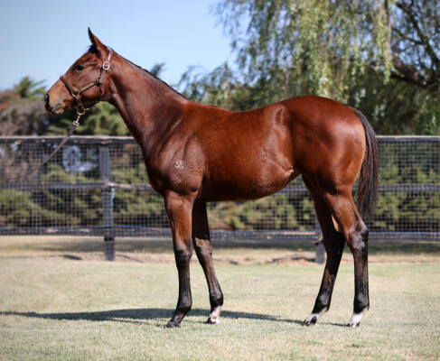 Lot 248: Tassort / Ain't She Smart