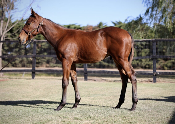 Lot 401: State of Rest (IRE) / Gabella (FR)