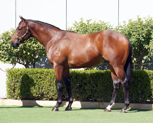 Lot 3: Cool Aza Beel (NZ) / Nervous Nellie