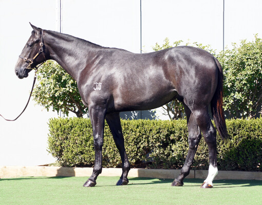 Lot 12: D'Argento / Our Zariah