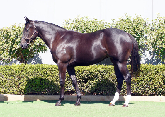 Lot 33: D'Argento / Queen Street Boss