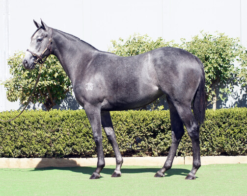 Lot 41: D'Argento / Rock on Zariz