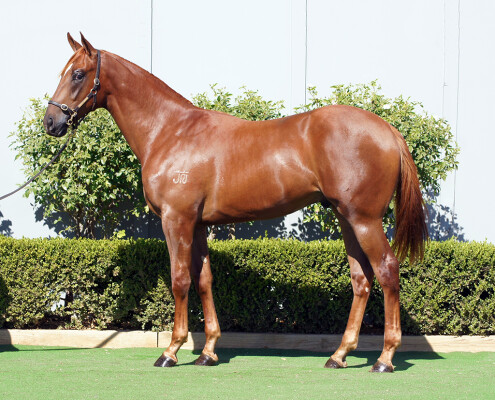 Lot 43: Captivant / Rupavari
