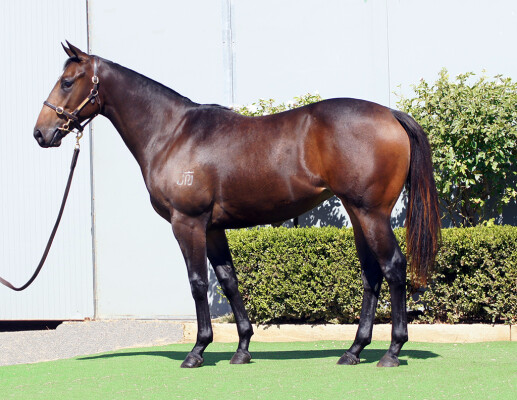 Lot 64: Cool Aza Beel (NZ) / Sienna Blaze