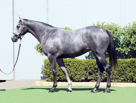Lot 78: D'Argento / Star of the Ring
