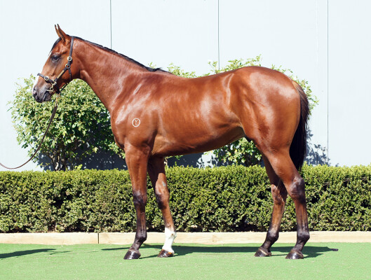 Lot 111: Tagaloa / Vida Rose