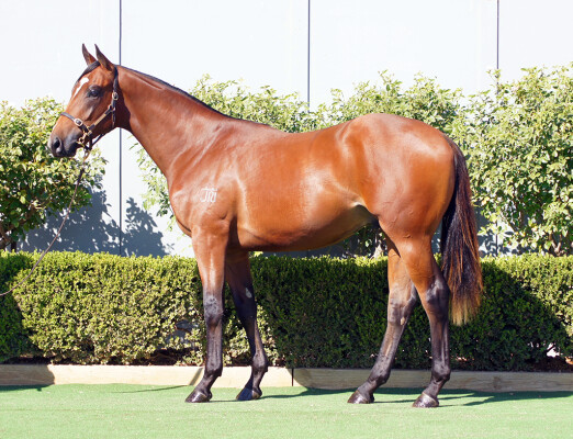 Lot 118: Russian Revolution / Wanted Diva