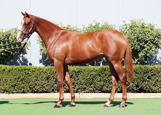 Lot 147: Castelvecchio / Assertin Mischief