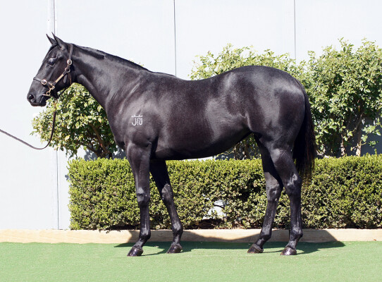 Lot 157: D'Argento / Belle de Vega