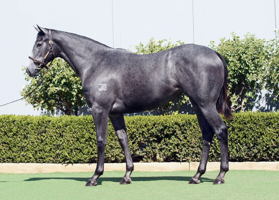 Lot 203: D'Argento / Egyptian Melody