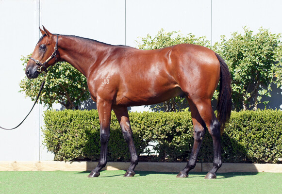 Lot 249: Tiger of Malay / Just in the Clear (NZ)