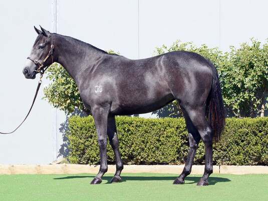 Lot 260: D'Argento / Little Miss Peggy