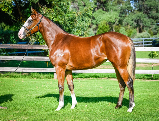 Lot 57: Trapeze Artist / She's Justified