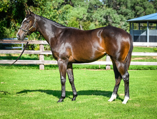 Lot 65: Graff / Silent Rage